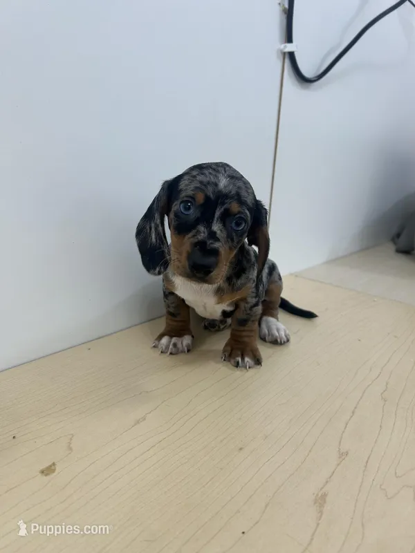 AKC Registered  – Miniature Dachshund puppy for sale in Christiana, PA