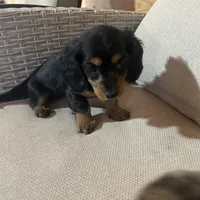 Full AKC Registered, a female Miniature Dachshund for sale in Christiana, PA – Photo 7 of 7