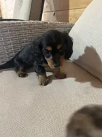 Full AKC Registered, a female Miniature Dachshund for sale in Christiana, PA – Photo 7 of 7