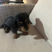 Full AKC Registered, a female Miniature Dachshund for sale in Christiana, PA – Photo 4 of 7