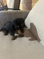 Full AKC Registered, a female Miniature Dachshund for sale in Christiana, PA – Photo 4 of 7