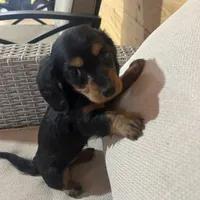 Full AKC Registered, a female Miniature Dachshund for sale in Christiana, PA – Photo 6 of 7