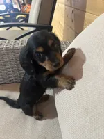 Full AKC Registered, a female Miniature Dachshund for sale in Christiana, PA – Photo 6 of 7