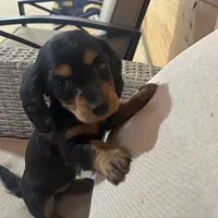 Full AKC Registered, a female Miniature Dachshund for sale in Christiana, PA – Photo 5 of 7