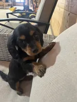 Full AKC Registered, a female Miniature Dachshund for sale in Christiana, PA – Photo 5 of 7