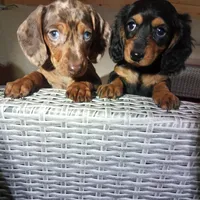 Full AKC Registered, a female Miniature Dachshund for sale in Christiana, PA – Photo 1 of 7