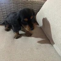 Full AKC Registered, a female Miniature Dachshund for sale in Christiana, PA – Photo 2 of 7