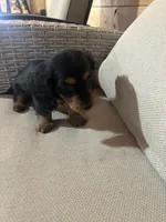 Full AKC Registered, a female Miniature Dachshund for sale in Christiana, PA – Photo 2 of 7