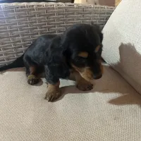 Full AKC Registered, a female Miniature Dachshund for sale in Christiana, PA – Photo 3 of 7