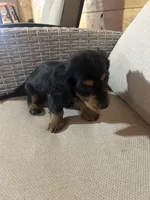 Full AKC Registered, a female Miniature Dachshund for sale in Christiana, PA – Photo 3 of 7