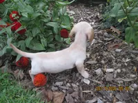 AKC Registered , a male Miniature Dachshund for sale in Christiana, PA – 2 of 8