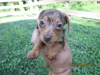 AKC Registered , a male Miniature Dachshund for sale in Christiana, PA – 8 of 10