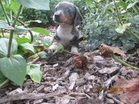 AKC Registered , a male Miniature Dachshund for sale in Christiana, PA – 2 of 7
