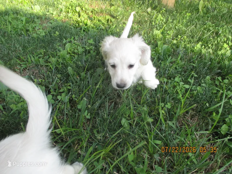 AKC Registered  – Miniature Dachshund puppy for sale in Christiana, PA