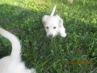 AKC Registered , a female Miniature Dachshund for sale in Christiana, PA – 5 of 8