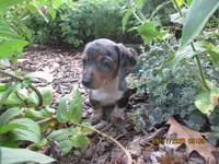 AKC Registered , a male Miniature Dachshund for sale in Christiana, PA – 3 of 7