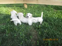 AKC Registered , a female Miniature Dachshund for sale in Christiana, PA – 8 of 8