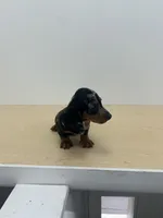 AKC registered , a female Miniature Dachshund for sale in Christiana, PA – Photo 1 of 4