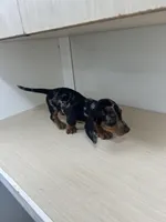 AKC registered , a female Miniature Dachshund for sale in Christiana, PA – Photo 2 of 4