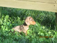 AKC Registered , a male Miniature Dachshund for sale in Christiana, PA – 3 of 10