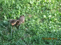 AKC Registered , a male Miniature Dachshund for sale in Christiana, PA – 10 of 10
