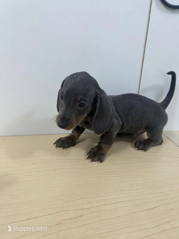 AKC Registered  – Miniature Dachshund puppy for sale in Christiana, PA