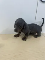 AKC Registered , a male Miniature Dachshund for sale in Christiana, PA – 3 of 5