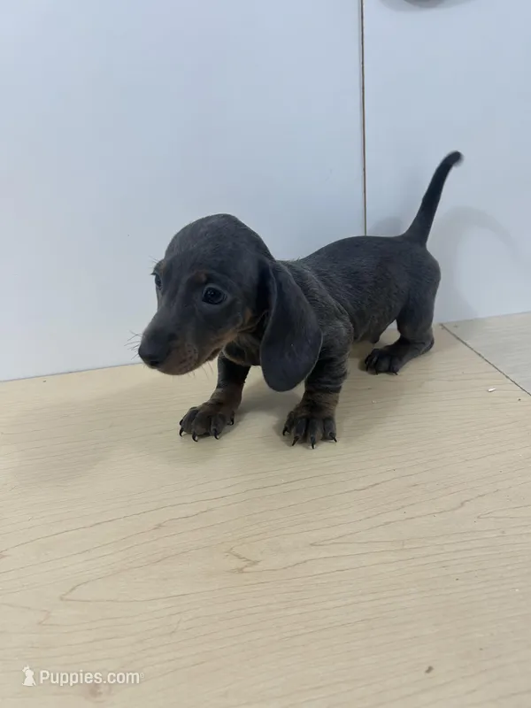 AKC Registered  – Miniature Dachshund puppy for sale in Christiana, PA