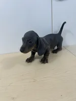 AKC Registered , a male Miniature Dachshund for sale in Christiana, PA – 1 of 5