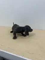 AKC Registered , a male Miniature Dachshund for sale in Christiana, PA – 4 of 5