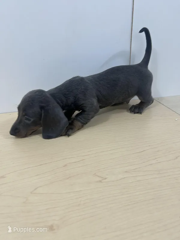 AKC Registered  – Miniature Dachshund puppy for sale in Christiana, PA
