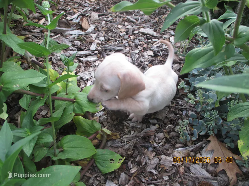 AKC Registered  – Miniature Dachshund puppy for sale in Christiana, PA
