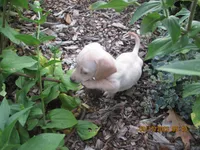 AKC Registered , a male Miniature Dachshund for sale in Christiana, PA – 3 of 8