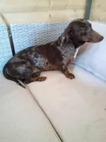 Briar, a male Dachshund for sale in Christiana, PA – Photo 3 of 4