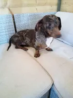 Briar, a male Dachshund for sale in Christiana, PA – Photo 1 of 4