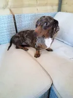 Briar, a male Dachshund for sale in Christiana, PA – Photo 2 of 4