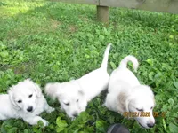 AKC Registered , a female Miniature Dachshund for sale in Christiana, PA – 2 of 8