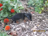 Full AKC Registered, a male Miniature Dachshund for sale in Christiana, PA – 6 of 6