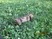 AKC Registered , a male Miniature Dachshund for sale in Christiana, PA – 9 of 10