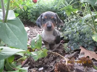 AKC Registered , a male Miniature Dachshund for sale in Christiana, PA – 1 of 7