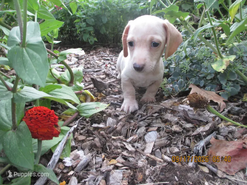 AKC Registered  – Miniature Dachshund puppy for sale in Christiana, PA