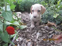 AKC Registered , a male Miniature Dachshund for sale in Christiana, PA – 1 of 8