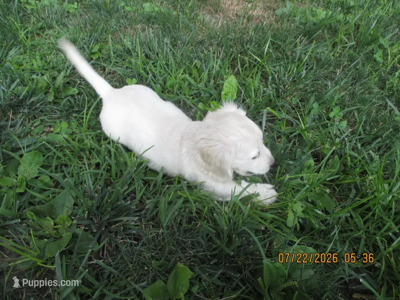 AKC Registered  – Miniature Dachshund puppy for sale in Christiana, PA