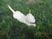 AKC Registered , a female Miniature Dachshund for sale in Christiana, PA – 6 of 8