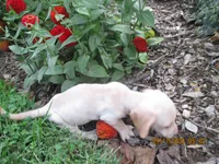 AKC Registered , a male Miniature Dachshund for sale in Christiana, PA – 4 of 8
