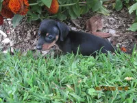 Full AKC Registered, a male Miniature Dachshund for sale in Christiana, PA – 3 of 6