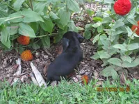 Full AKC Registered, a male Miniature Dachshund for sale in Christiana, PA – 4 of 6