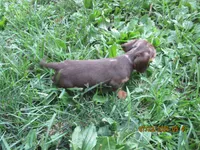 AKC Registered , a male Miniature Dachshund for sale in Christiana, PA – 2 of 10