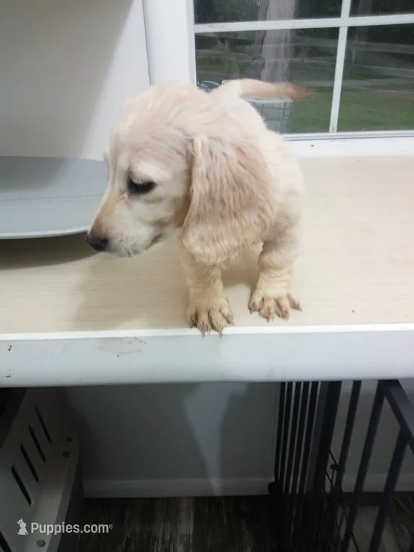 AKC Registered  – Miniature Dachshund puppy for sale in Christiana, PA