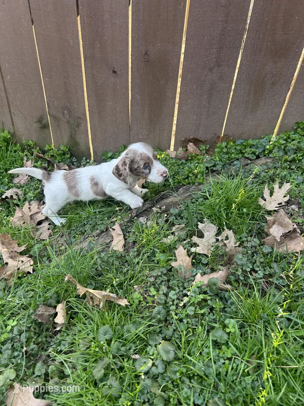 Full AKC piebald dapple Male – Miniature Dachshund puppy for sale in Christiana, PA